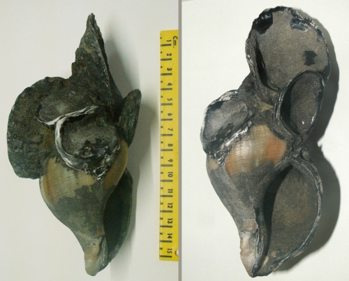 &copy; Thijs de Boer